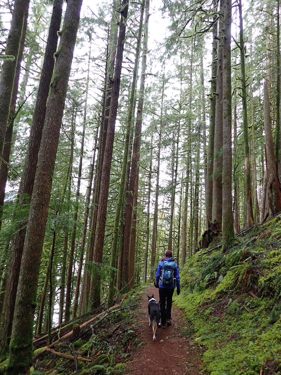 Baker Lake Maple Grove — Washington Trails Association